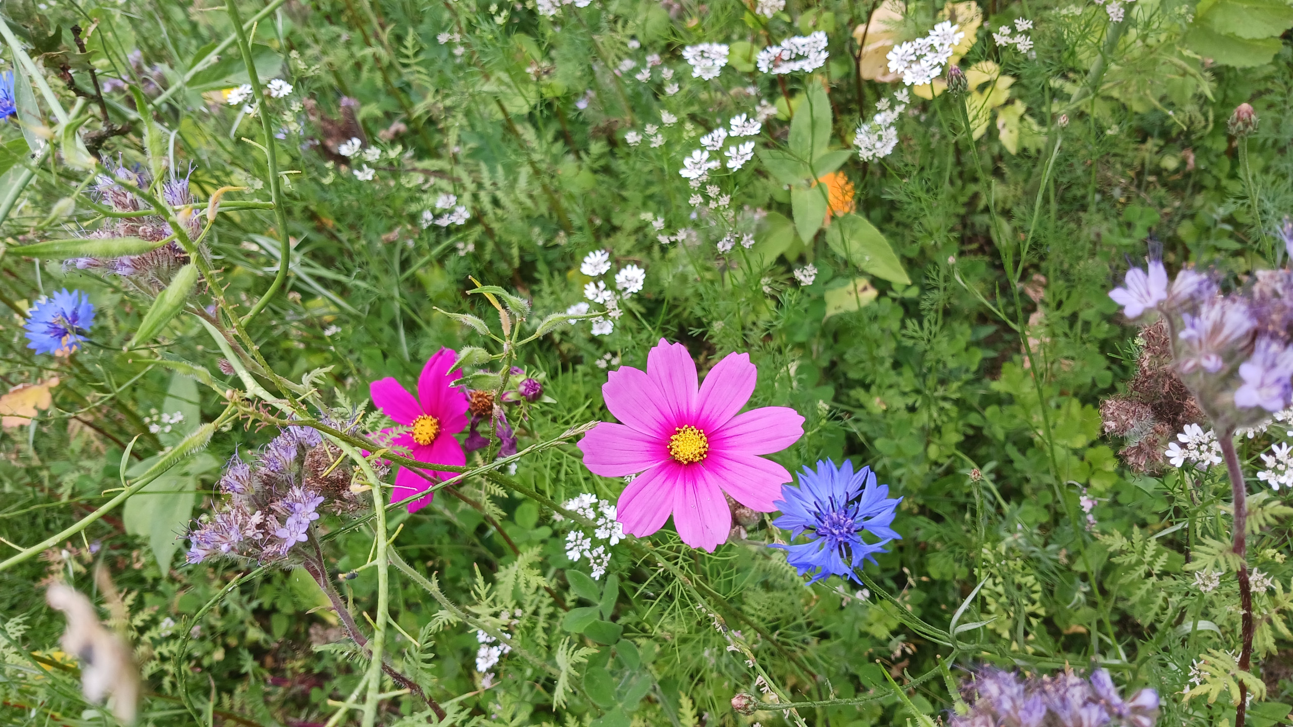 Prairie fleurie