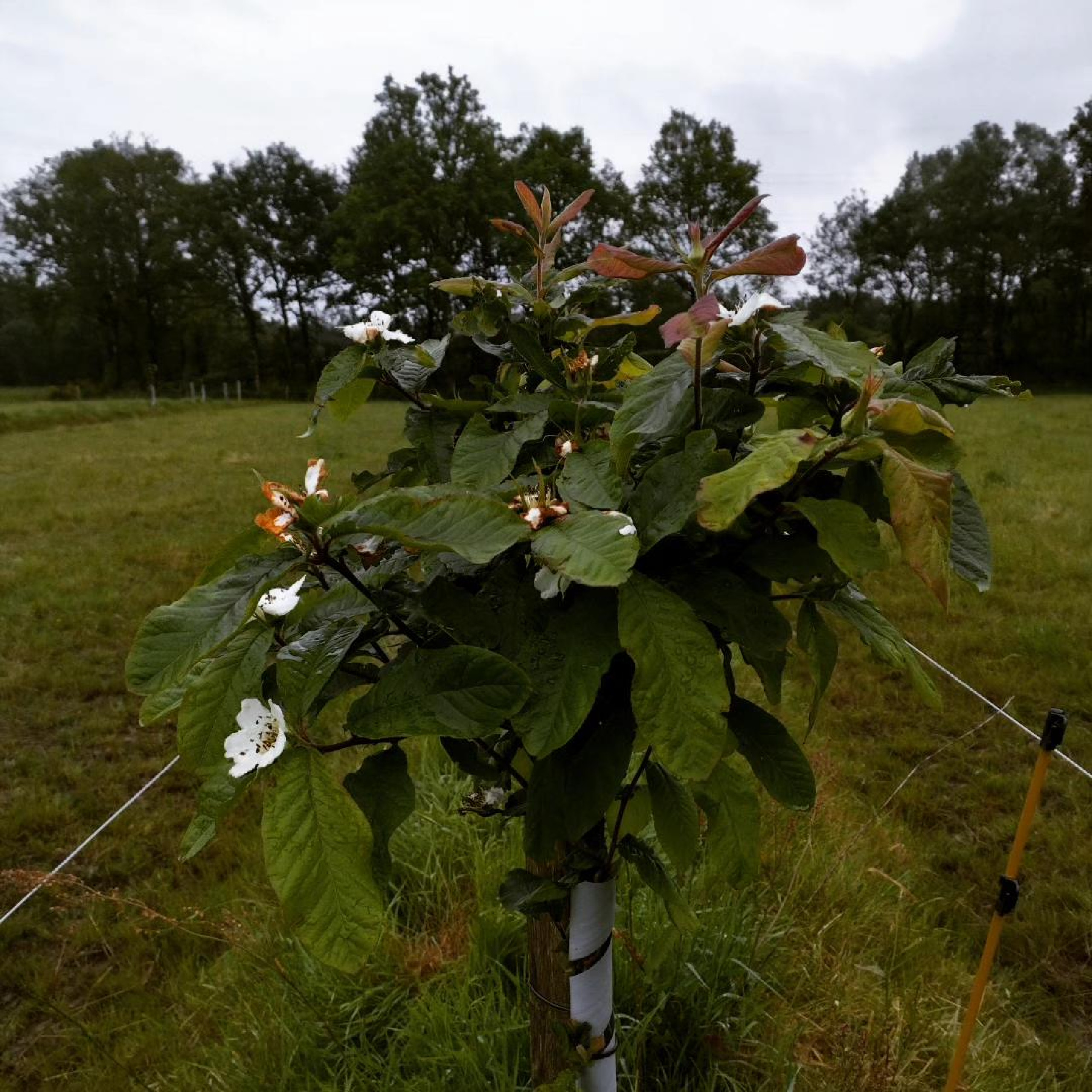 Néflier d'allemagne dans une agroforesterie