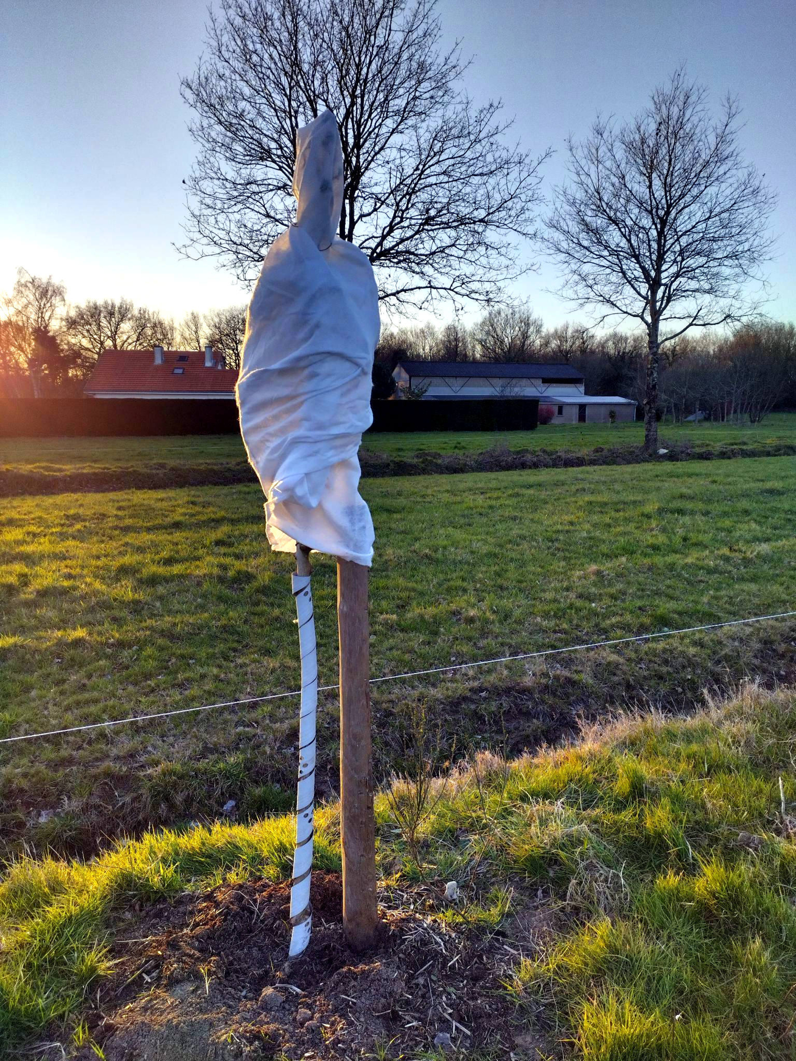 Azérolier protégé contre le froid. 