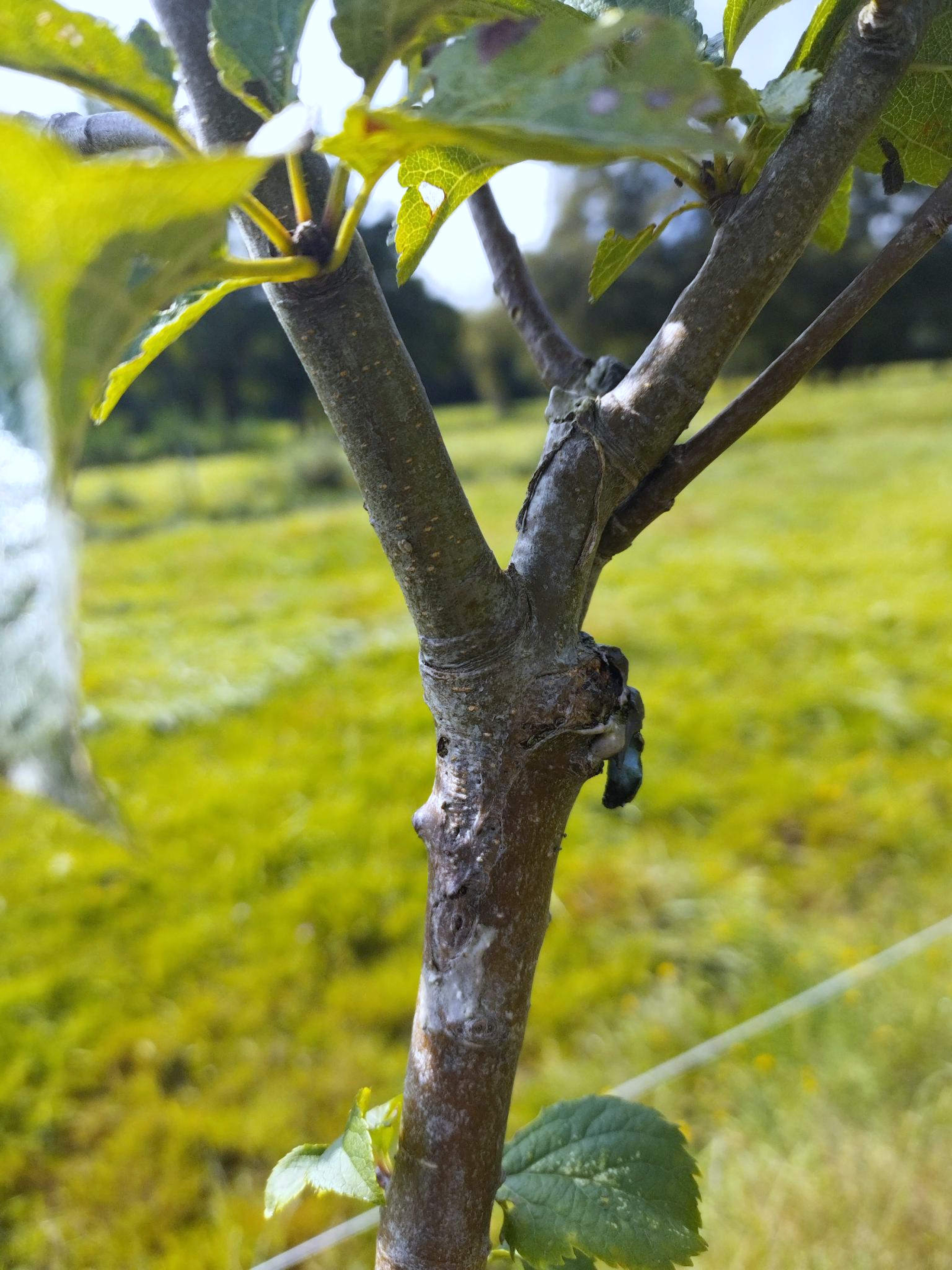 détail d'une greffe en fente de Belle de Boskoop sur pommier sauvage Malus sylvestris