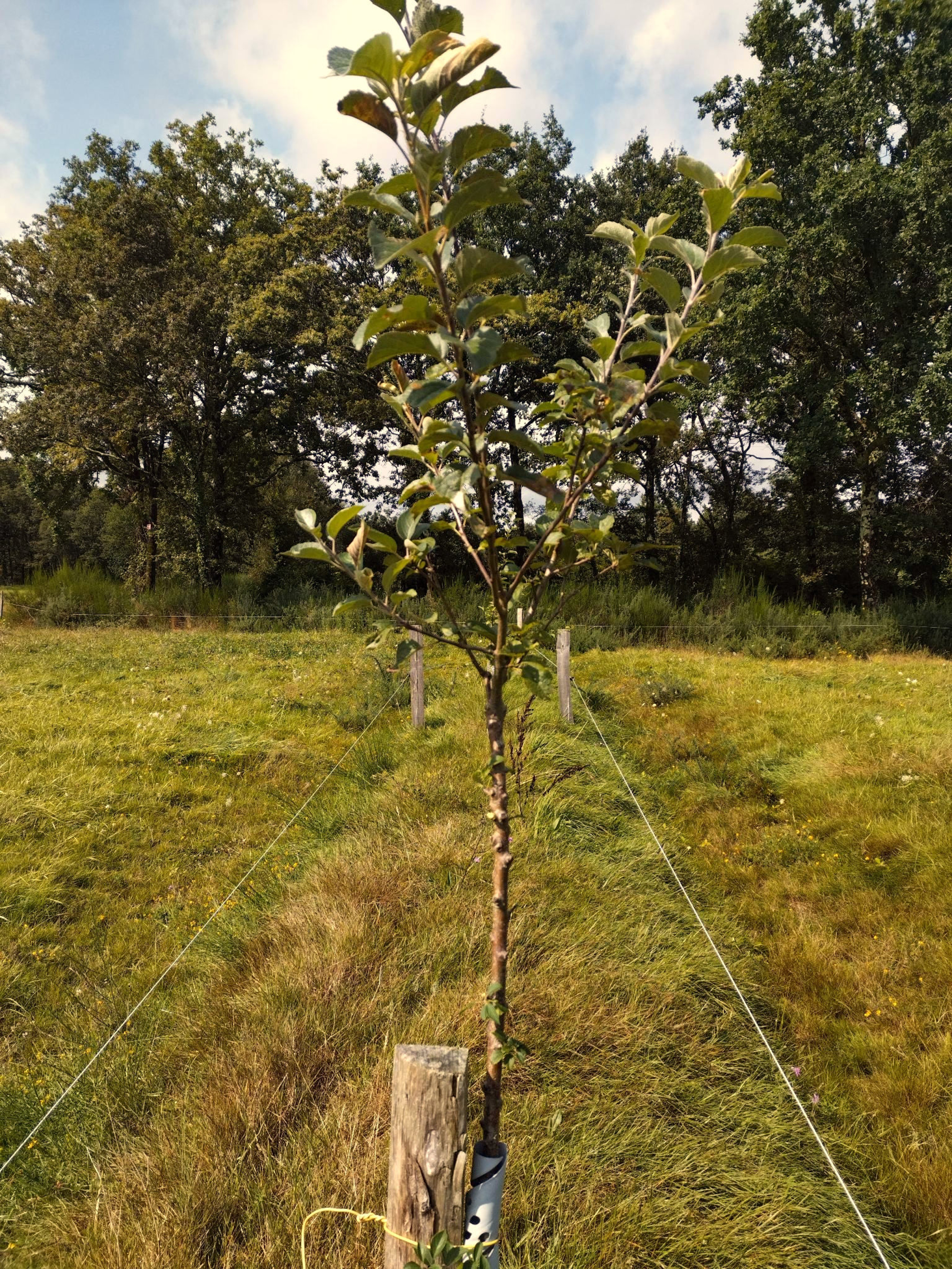 Pommier demi-tige greffé en Belle de Boskoop sur porte-greffe franc issu de semis